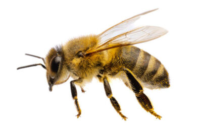 L’abeille et ses secrets
