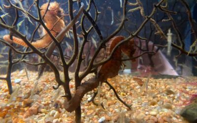 Aquarium marin
